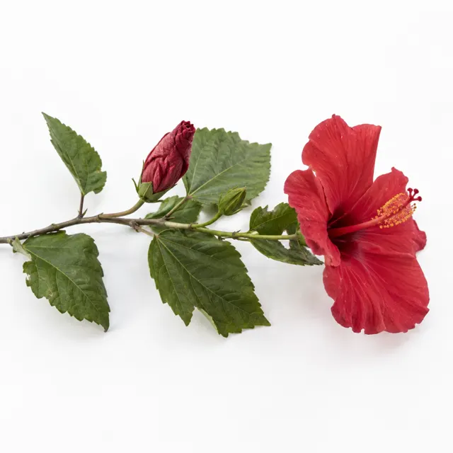 Organic Hibiscus Infused In Sunflower Oil