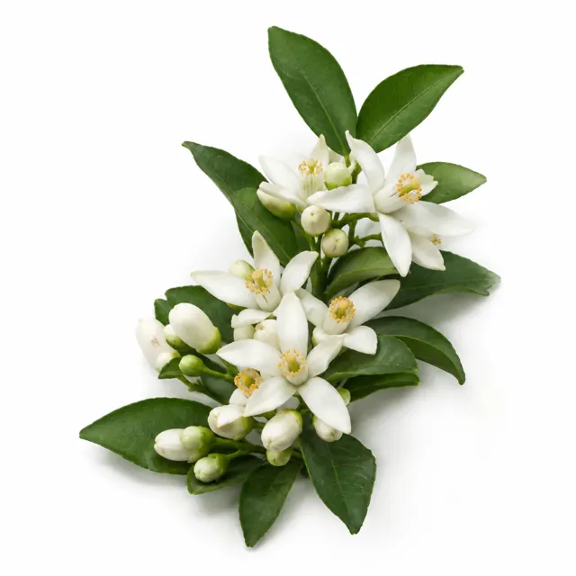 Organic Neroli Essential Oil
