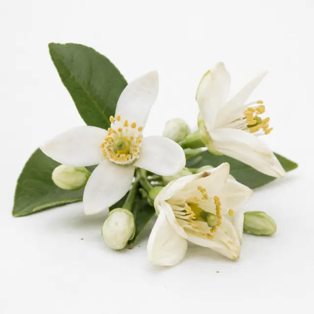Organic Neroli Hydrolat Unpreserved