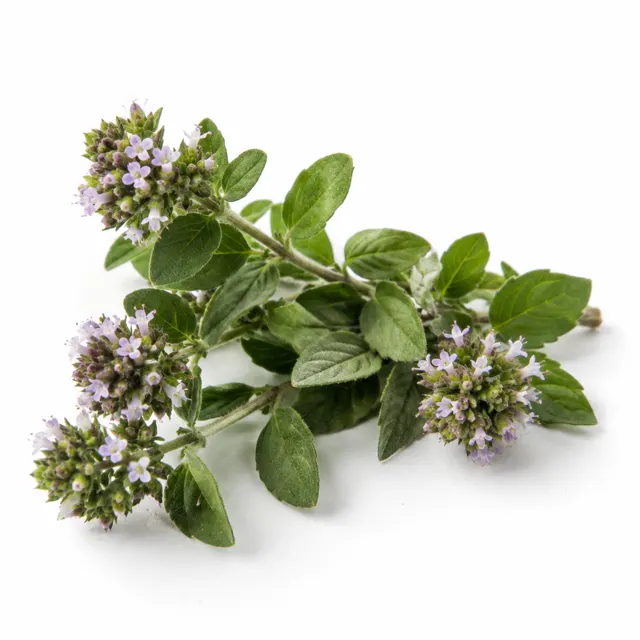 Organic Oregano Vulgaris Essential Oil