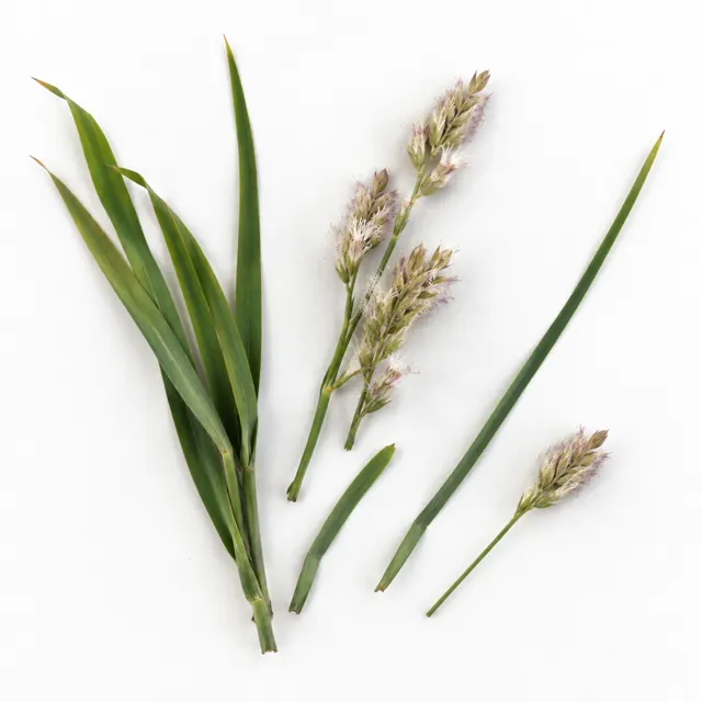 Organic Palmarosa Essential Oil
