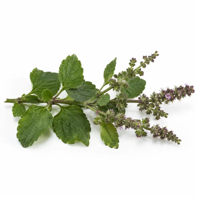 Organic Patchouli Essential Oil