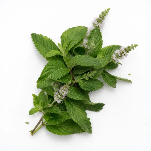 Organic Peppermint Essential Oil