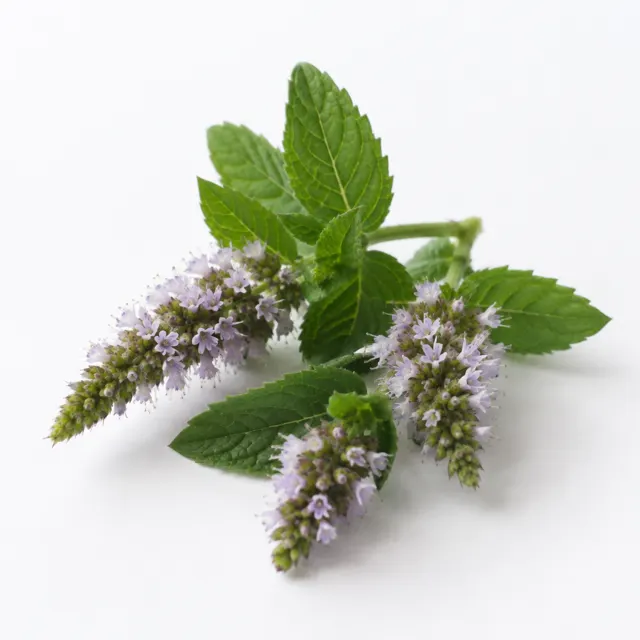 Organic Peppermint Hydrolat