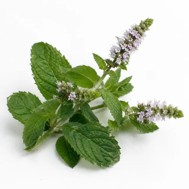 Organic Peppermint Mentha Arvensis Essential Oil