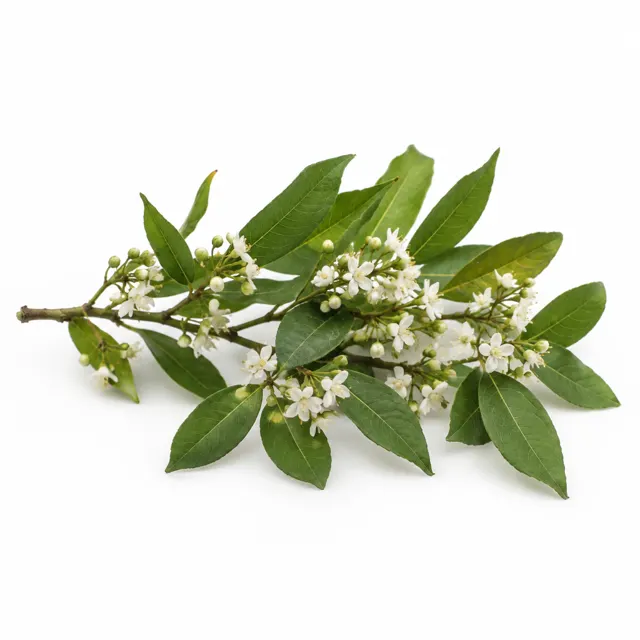 Organic Petit Grain Essential Oil