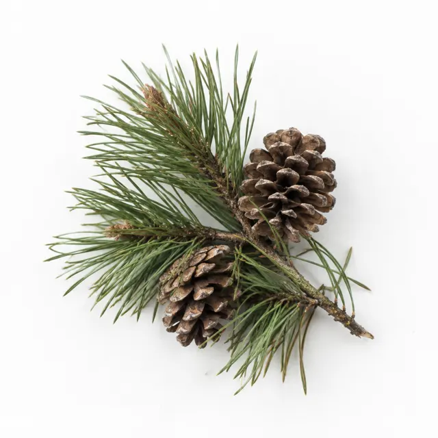 Organic Pine Wild Essential Oil