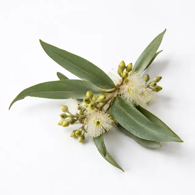 Organic Radiata Eucalyptus Essential Oil