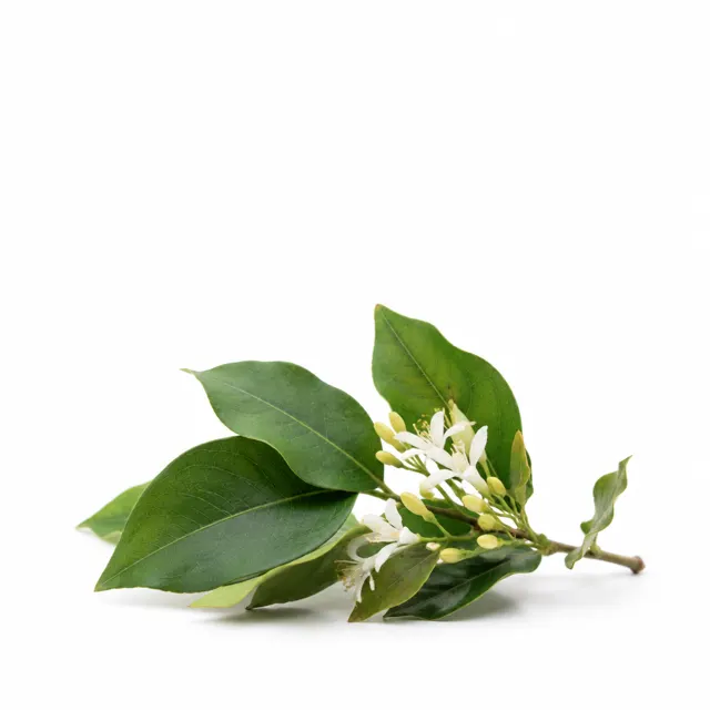 Organic Ravintsara Essential Oil