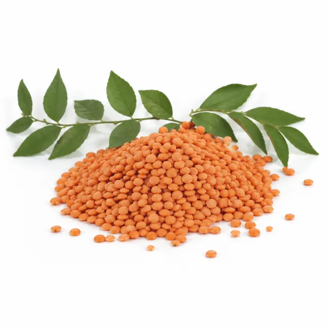 Organic Red Chief Lentils