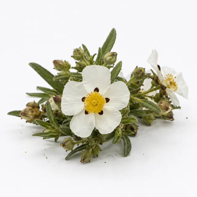 Organic Rockrose Essential Oil
