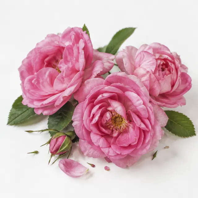 Organic Rose Hydrolat (Damascena)
