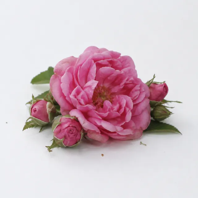 Organic Rose Hydrolat - Preserved (Damascena)