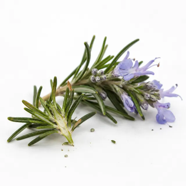 Organic Rosemary Hydrolat