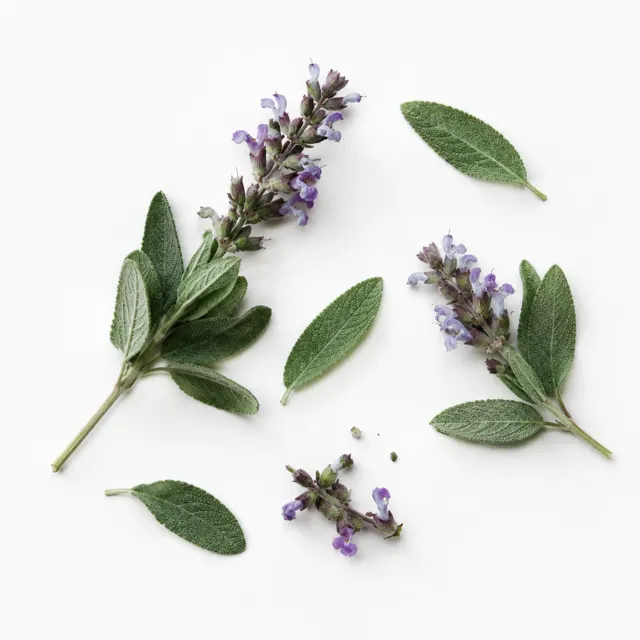 Organic Sage Lavandifolia Essential Oil