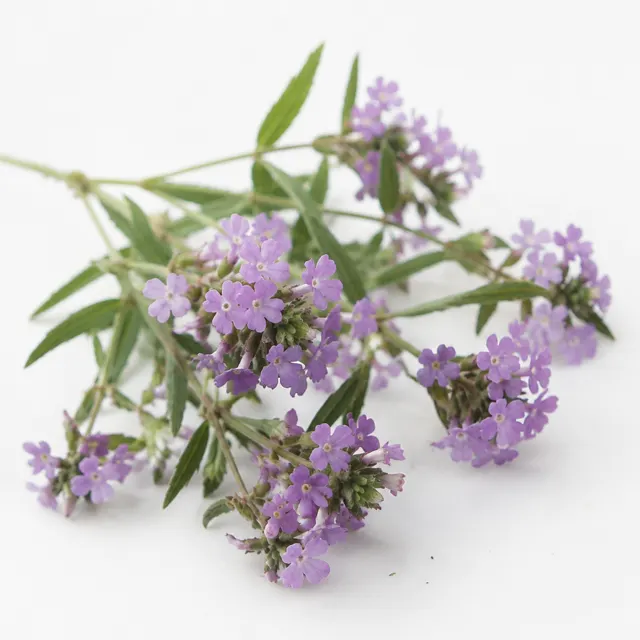 Organic Verbena Hydrolat Preserved With Geogard