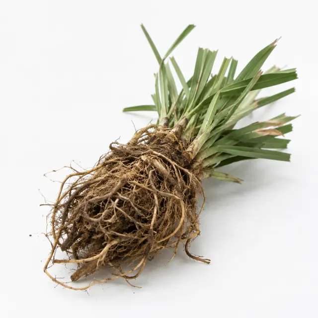 Organic Vetiver Essential Oil
