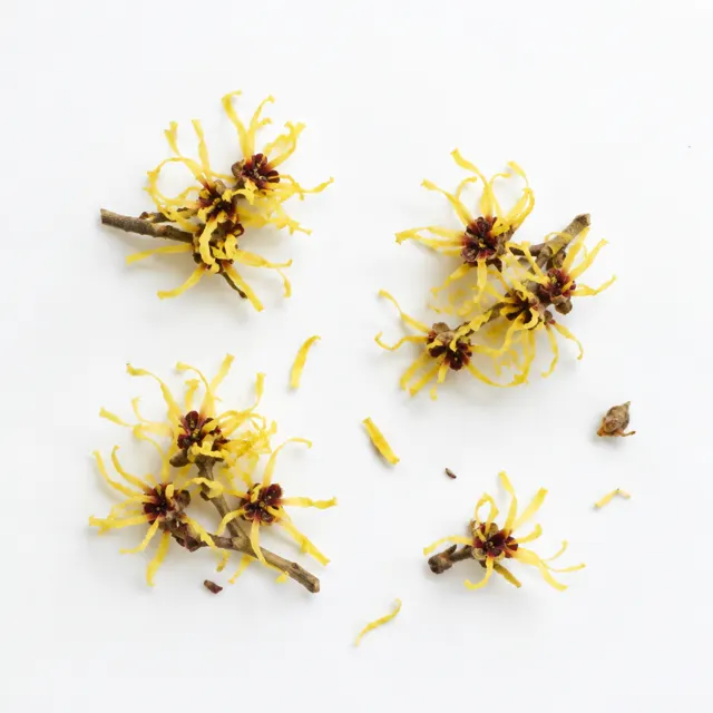 Organic Witch Hazel Hydrolat Unpreserved