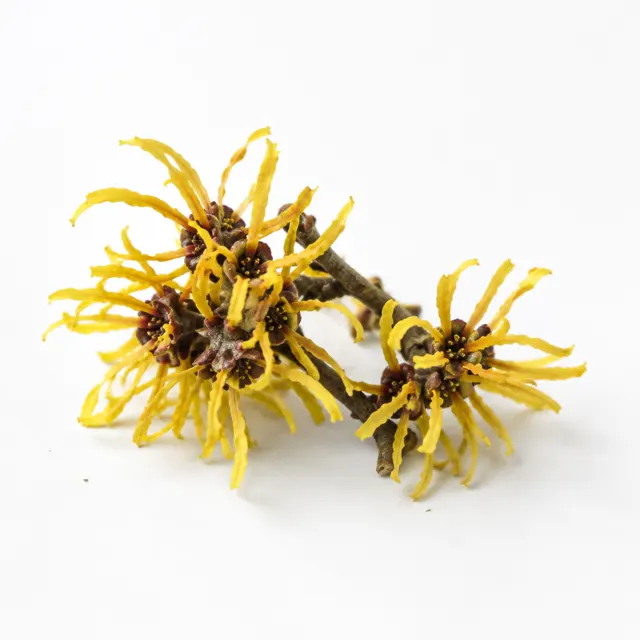 Organic Witch Hazel Preserved Hydrolat