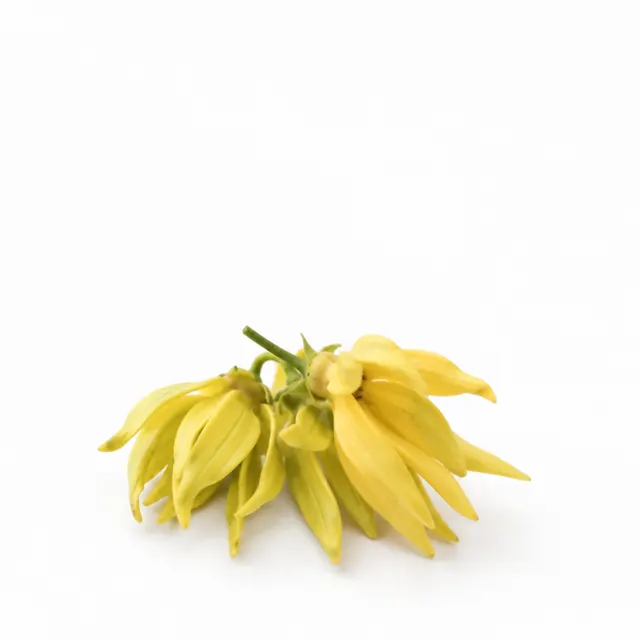 Organic Ylang-ylang Hydrolat Preserved