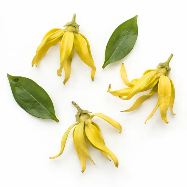 Organic Ylang Ylang III Essential Oil