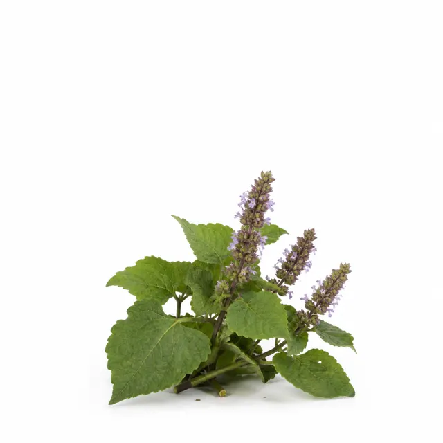 Patchouli Essential Oil