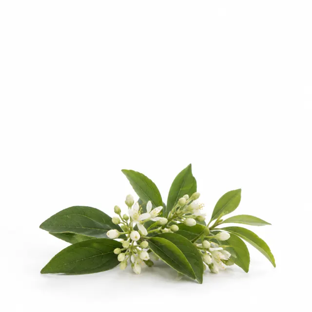 Petit Grain (Paraguay) Essential Oil