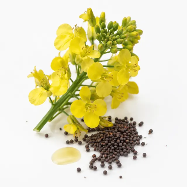Rapeseed Organic Oil