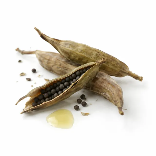 Refined Rapeseed Oil