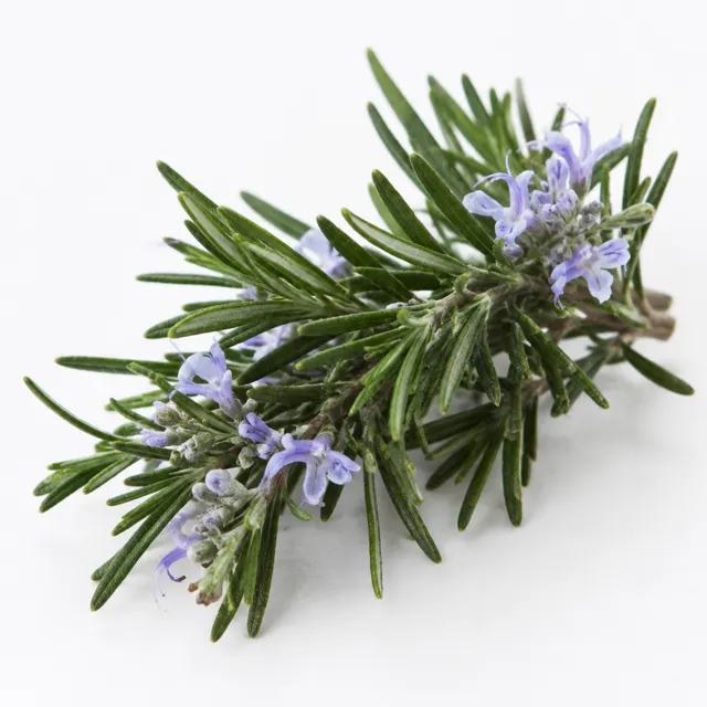 Rosemary Cineol Essential Oil