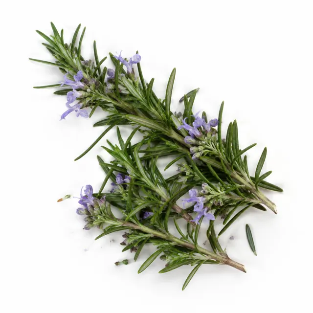 Rosemary Cineol Organic Essential Oil