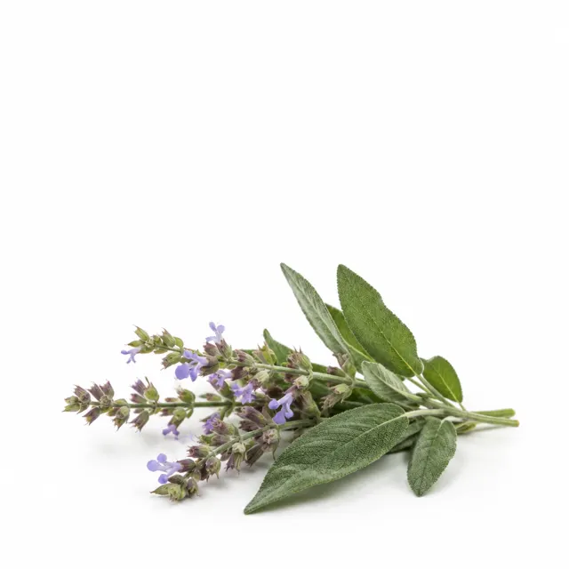 Sage Lavandifolia Essential Oil