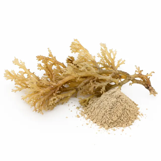 Sea Moss Powder Organic