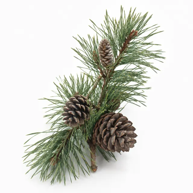 Siberian Pine Essential Oil