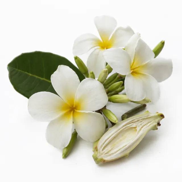 Tahitian Monoi Scented Infused In Coconut Oil