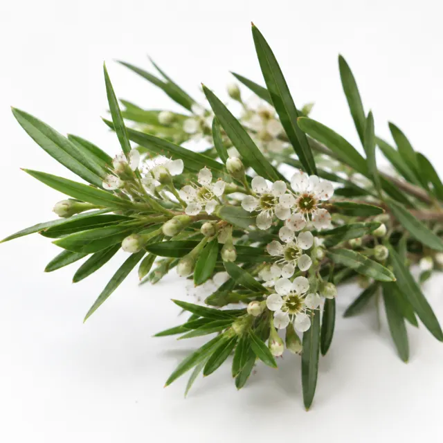 Tea Tree Essential Oil