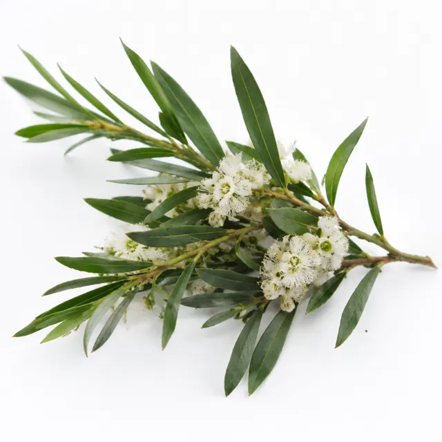 Tea Tree Organic Essential Oil
