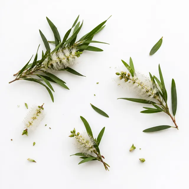 Tea Tree Organic Hydrolat Preserved