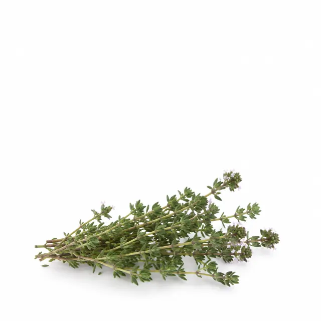 Thyme Thymol Vulgaris Organic Essential Oil