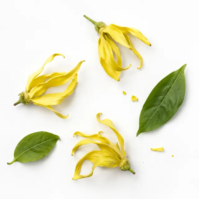 Ylang Ylang III Essential Oil